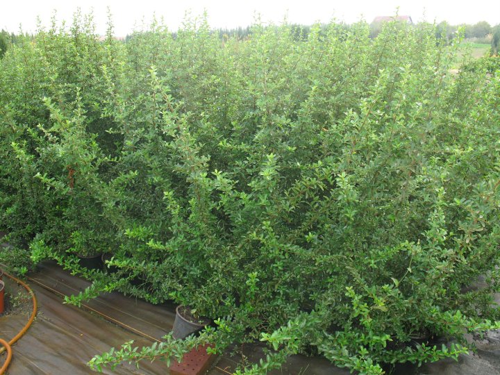 Pyracantha Orange, Yellow, Red Column